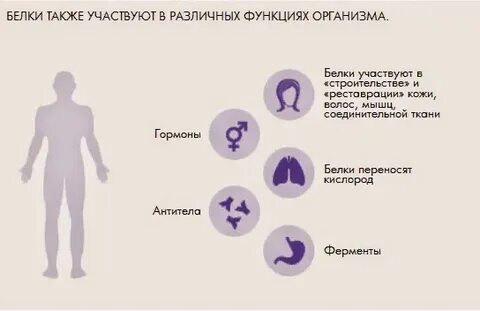 Реакция белка в организме человека