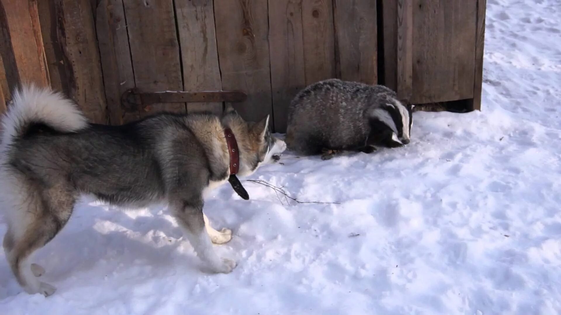 Западносибирская лайка притравка. Охота на кабана с западносибирской лайкой. Норботтенская лайка. Лайки западно сибирские охотничьи. Западносибирская лайка лайки.