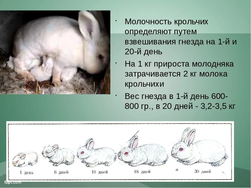 Сколько месяцев крольчихи. Детеныш кролика родившийся. Беременность у кроликов Продолжительность.