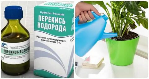 Перекись водорода можно ли опрыскивать рассаду
