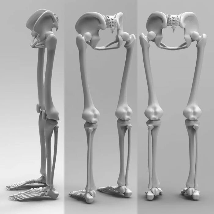 Нижняя конечность фото. Анатомия кости референс ноги. Скелет ноги человека. Скелет человеческой ноги. Скелет человека нога кости.