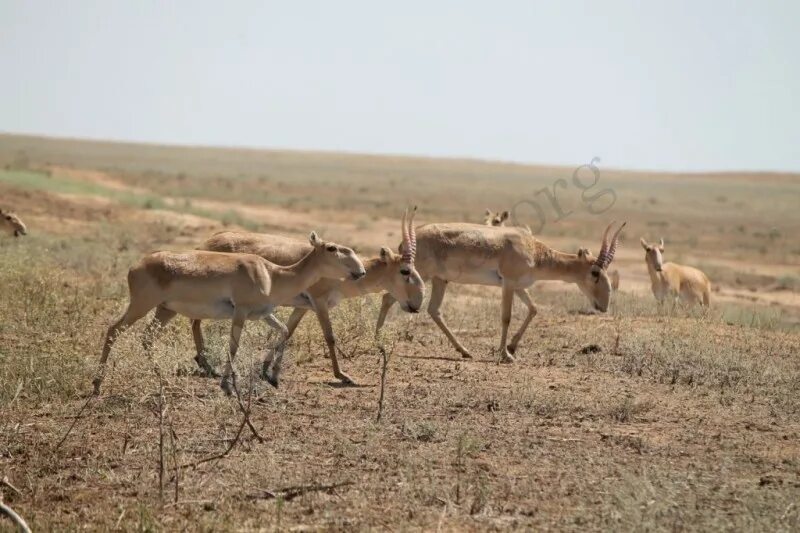 заповедник черные земли калмыкия. заповедник черные земли видео. чёрные земли заповедник сайгаки. заповедник черные земли видео. Kmgfys.