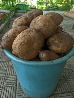 Ведро картошки сколько кг 10л