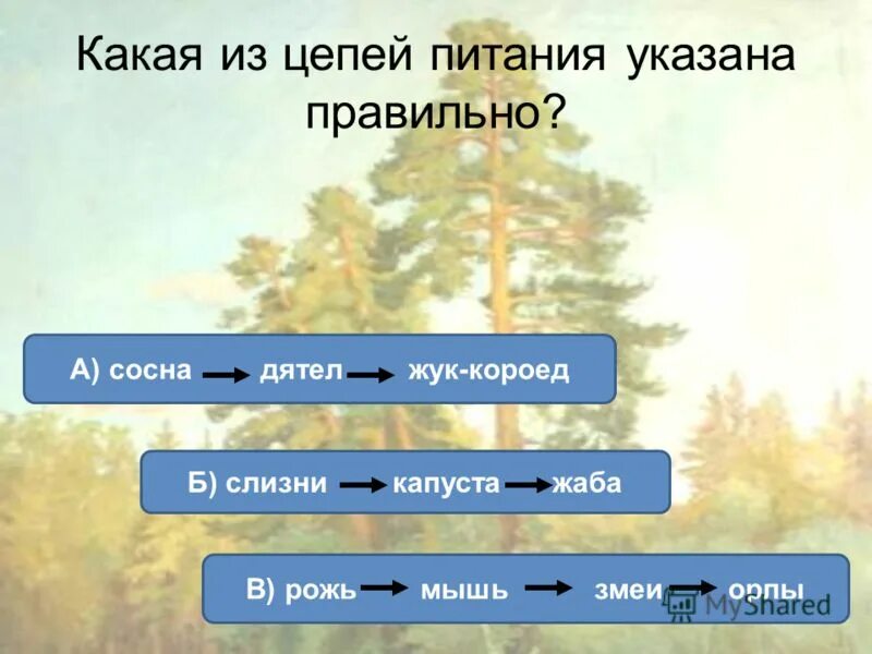 Укажите правильную цепь питания. Цепь питания сосна дятел Жук короед. Сосна Жук короед цепь питания. Цепь питания с жуком короедом. Сосна дятел Жук короед цепь питания правильная.