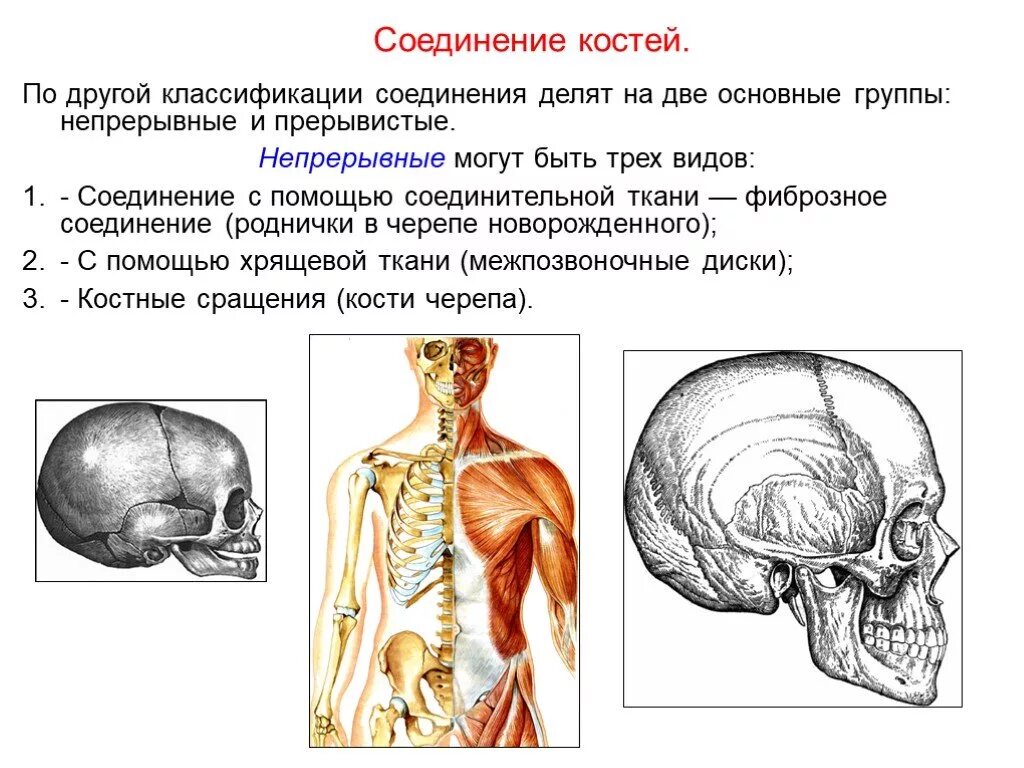 Определите тип соединения костей кости черепа позвонки. Опорно двигательная система. соединение костей черепа непрерывная и прерывистая. опорно двигательная система органы и их функции. опорно двигательная система презентация.