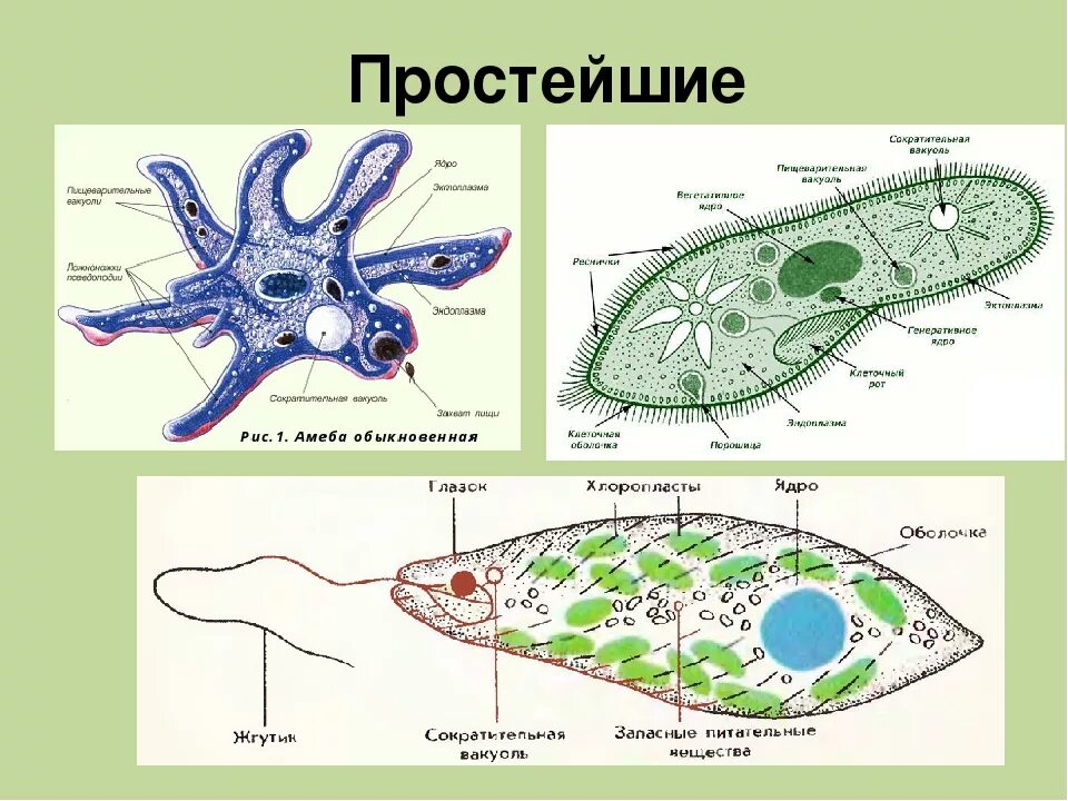 Светочувствительный глазок у амебы. Простейшие. Одноклеточные животные. Одноклеточные простейшие. Назовите классы простейших