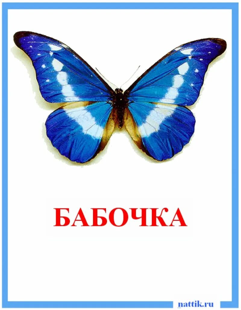 Бабочки карточки для детей. Карточки с изображением бабочек. Насекомые карточки для детей бабочка. Карточка с мотыльком для детей.