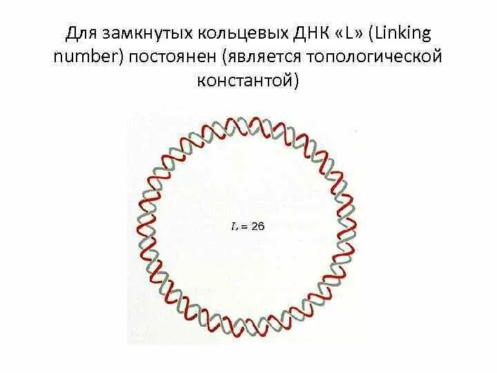 Кольцевая днк характерна для. Кольцевая ДНК. Замкнутая Кольцевая ДНК. Кольцевая молекула ДНК. Замкнутая молекула ДНК.