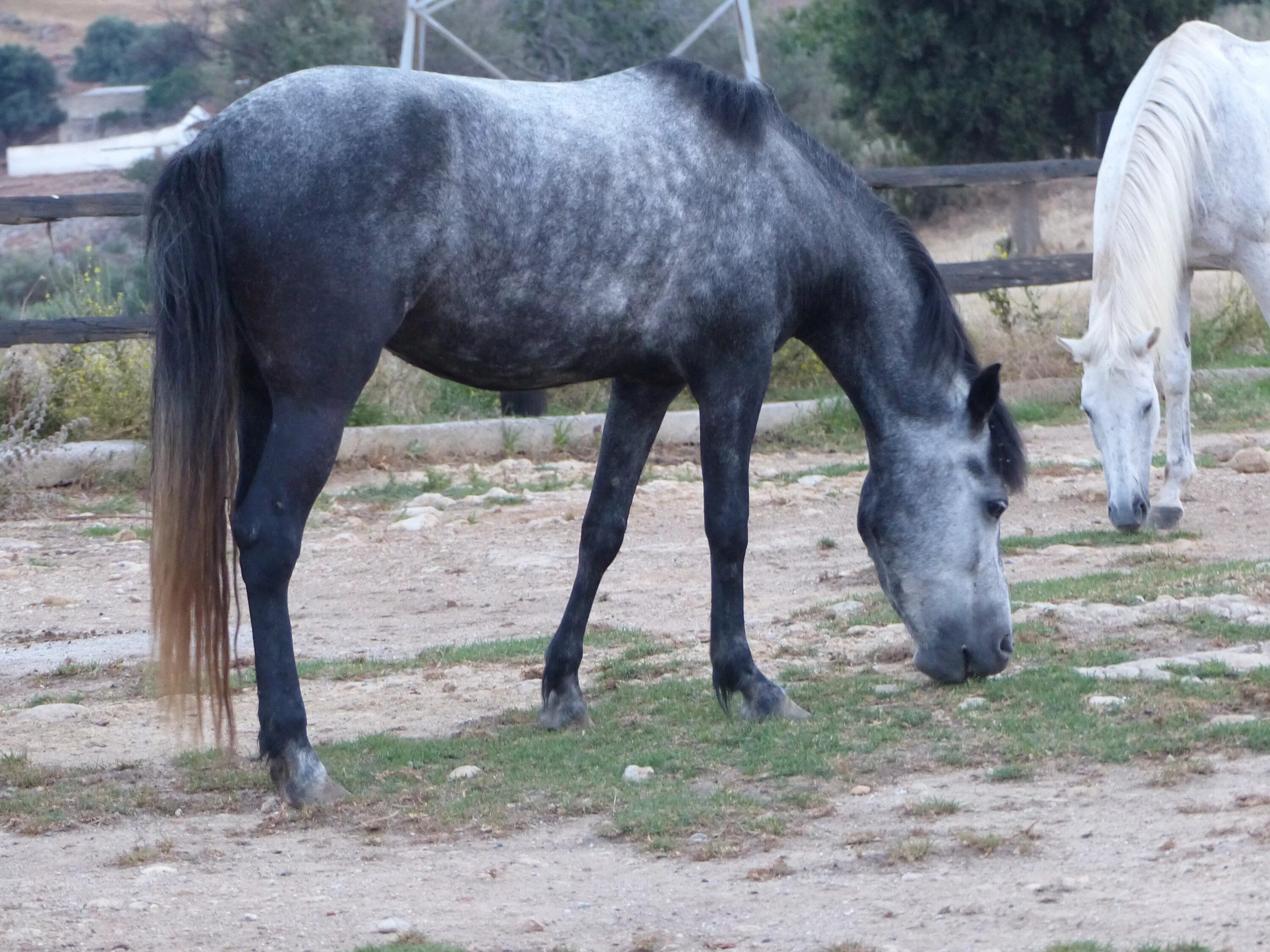 Wiki horses. Мессара лошадь. Критская лошадь. Лошадь в профиль. Серая лошадь с черными ногами.