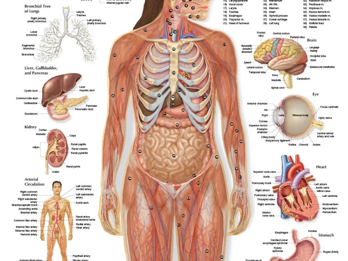 Органы человека расположение с надписями. Структура человека внутренние органы женщины. Внутренние органы женщины схема. Анатомия человека органы женщины. Атлас тела человека внутренние органы.