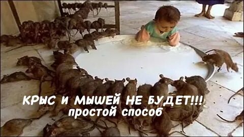 Способ избавиться крыс