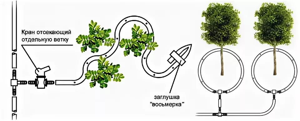Полив транскрипция