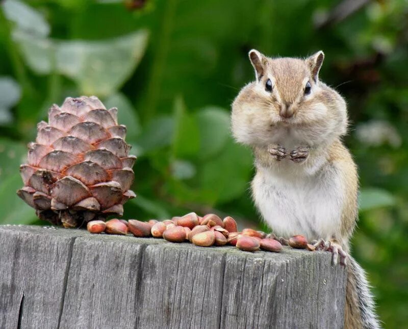Золотистая иглистая мышь. Какие животные пищат. Горная белка. Белочка с орехом. Мухомор и животные.