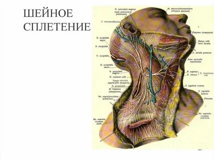 Нервы какая ткань