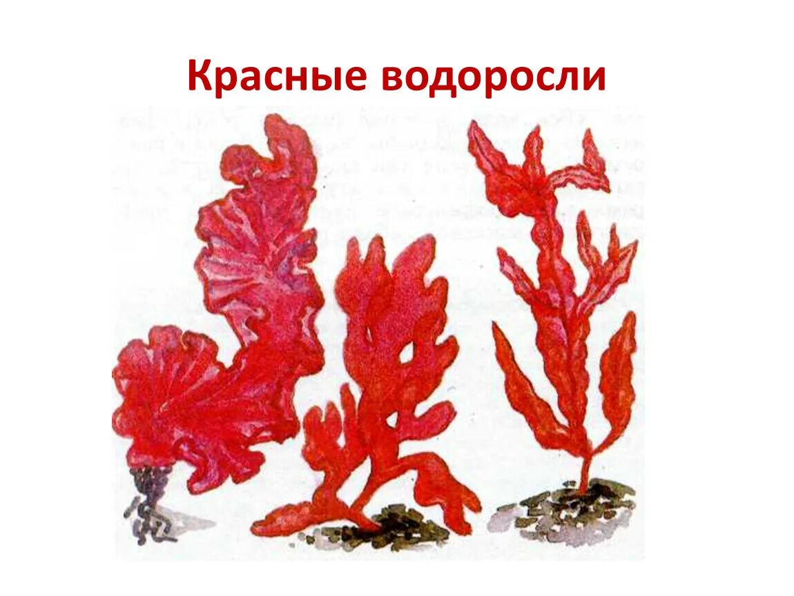 Багрянка водоросль