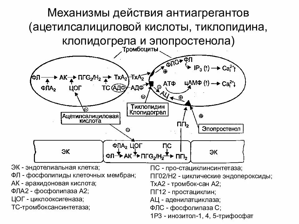 Механизм действия антиагрегантов