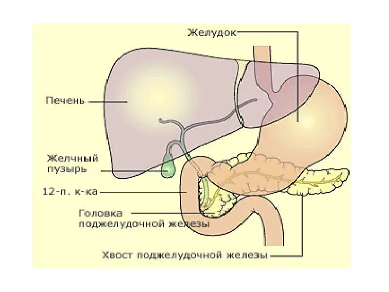 Желудка поджелудочной железы желчного пузыря