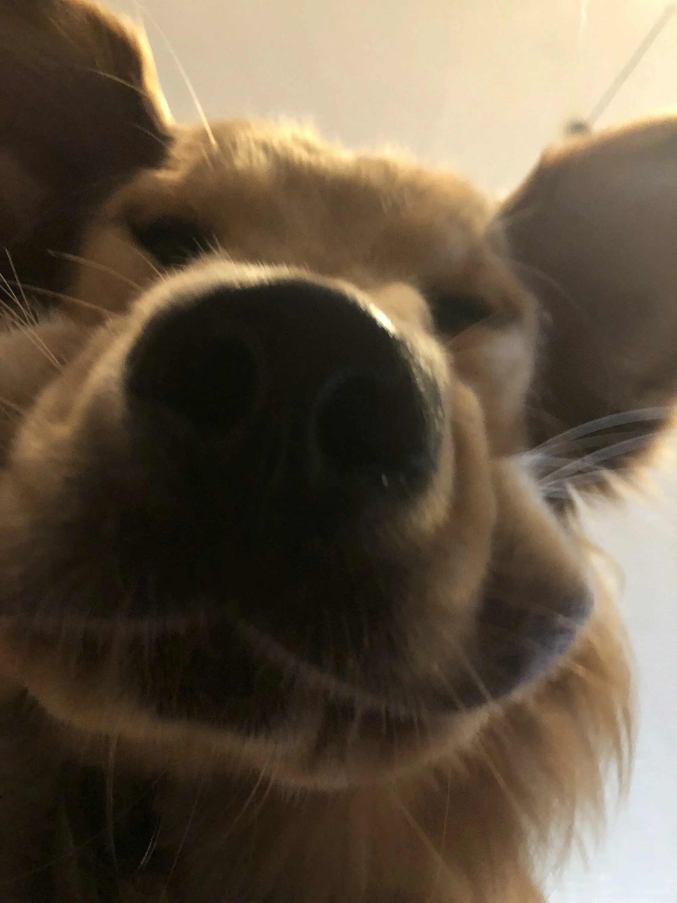 Looking into the camera. Staring dog. dog staring at camera. собаки приближенная камера. dog looking at camera.