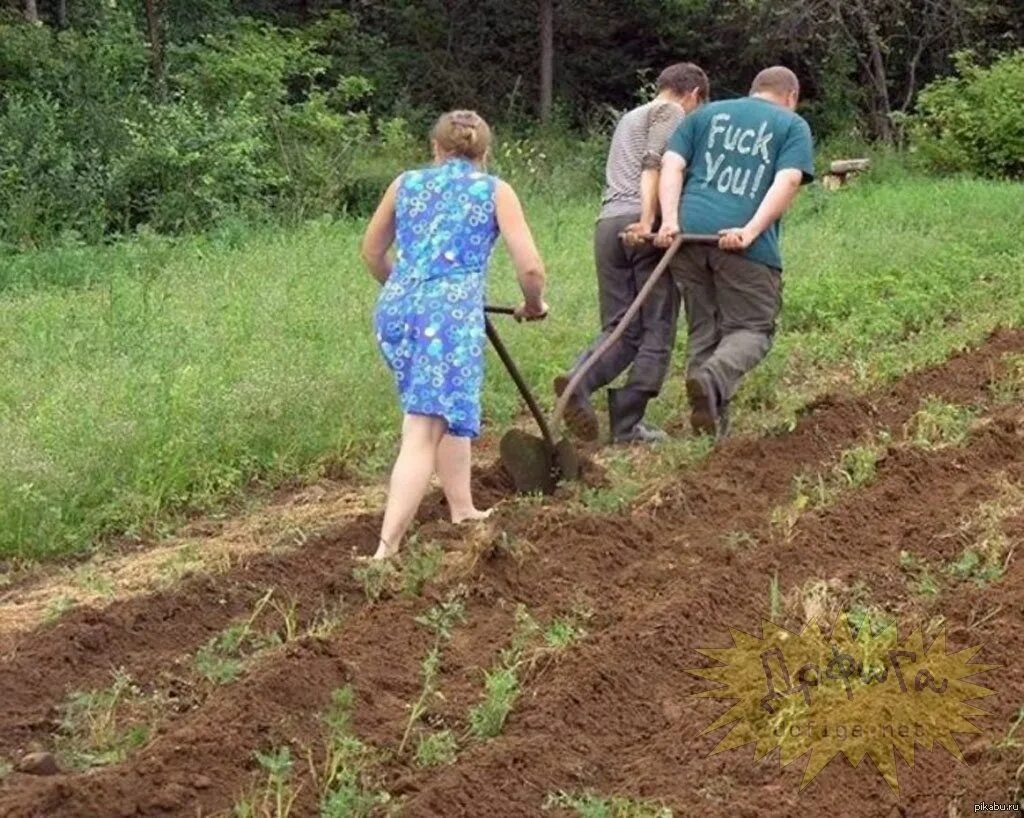 Пахать огород. Пахать на даче. Приколы про огород. Пахать грядки.