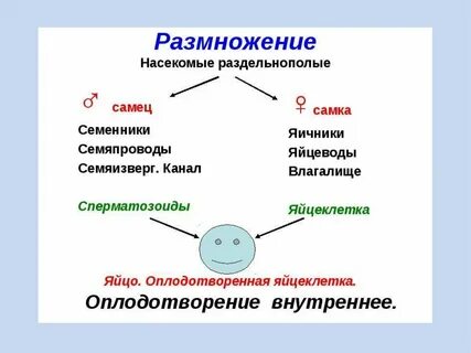 Размножение насекомых