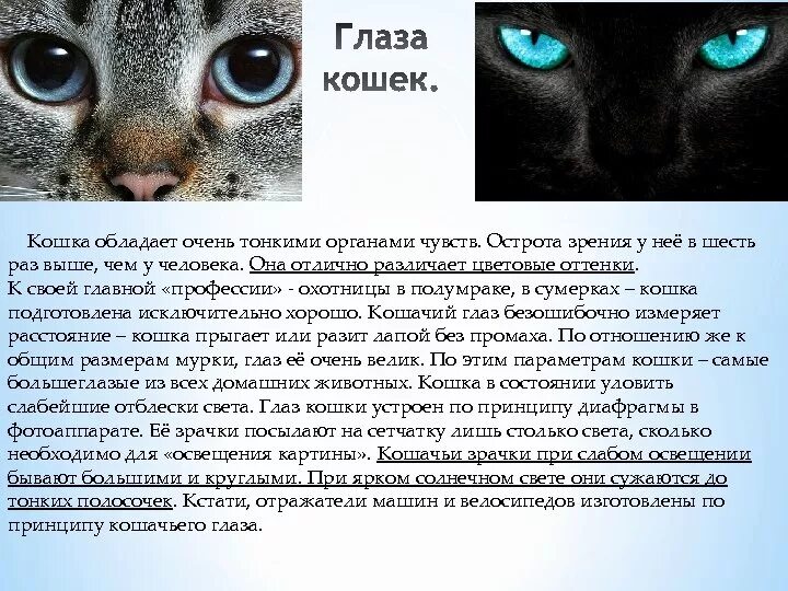 Время глазами кошки. Зрачок кошки. Как видят кошки. У кошки расширяются зрачки. Зрение кошек.