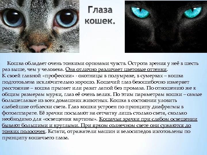 Значение кошачьих