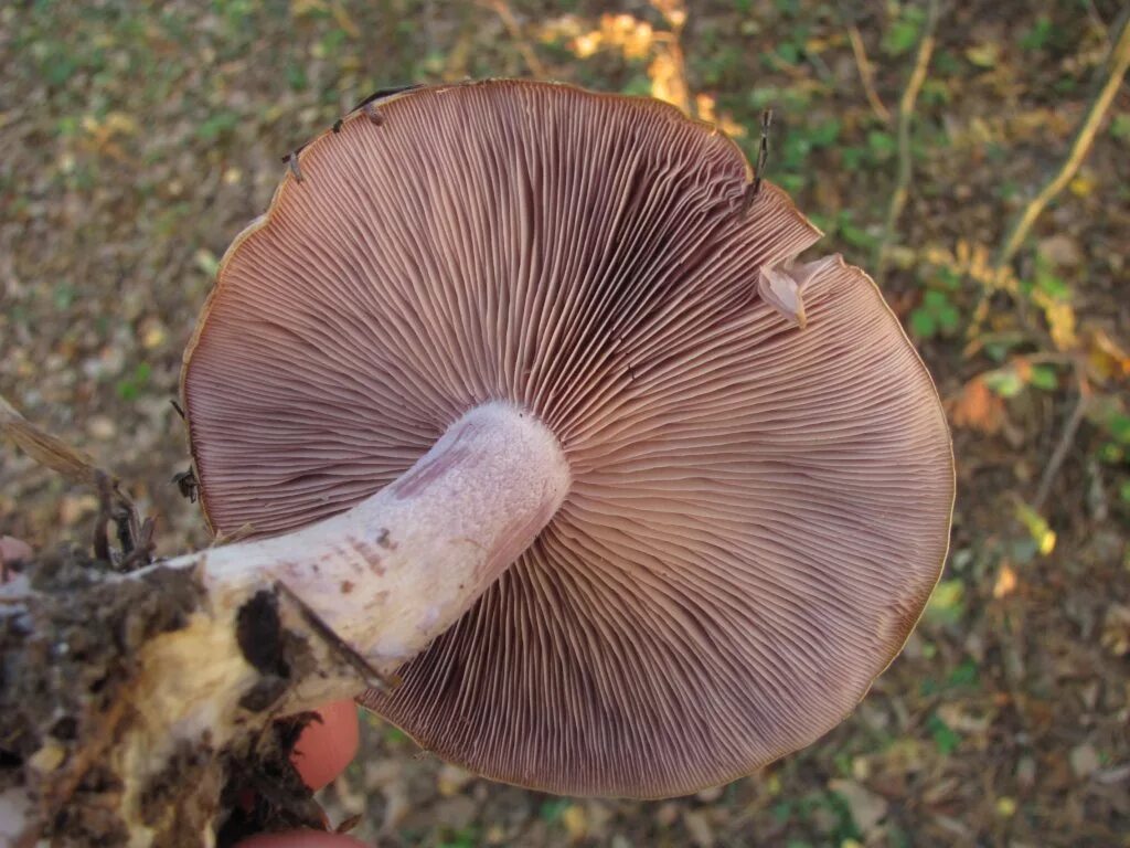 Рядовка серебристая, резная или желтеющая (Tricholoma scalpturatum): фото, описа