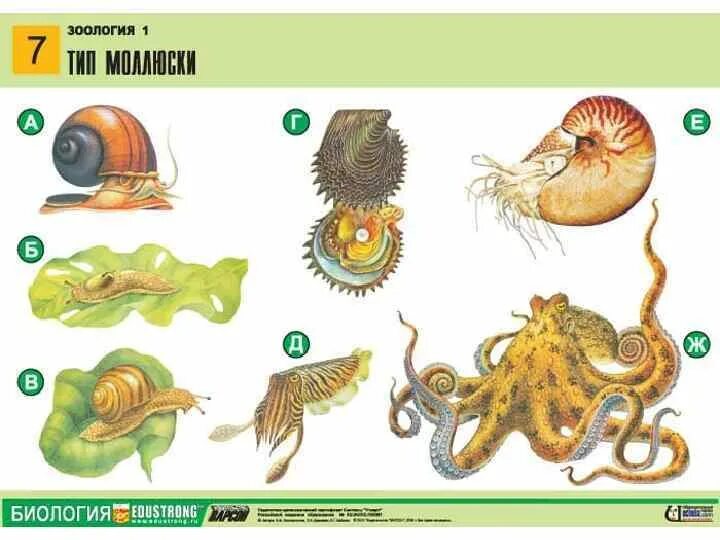 Три беспозвоночных моллюска. Представители типа моллюсков. Биология представители типа моллюски. Тип моллюски иллюстрация. Карточки по зоологии.