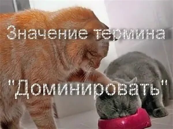 Что означает доминировать