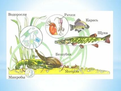 Круговорот водоемов