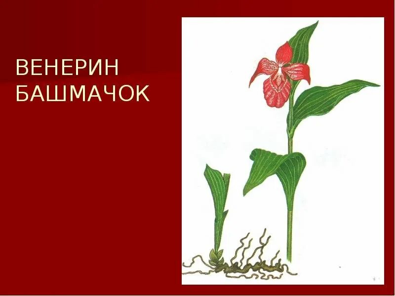 Красная книга рисунок. Венерин башмачок красная книга. Венерин башмачок красная книга Свердловской области. Венерин башмачок в Свердловской области. Венерин башмачок красная книга Южного Урала Челябинской области.