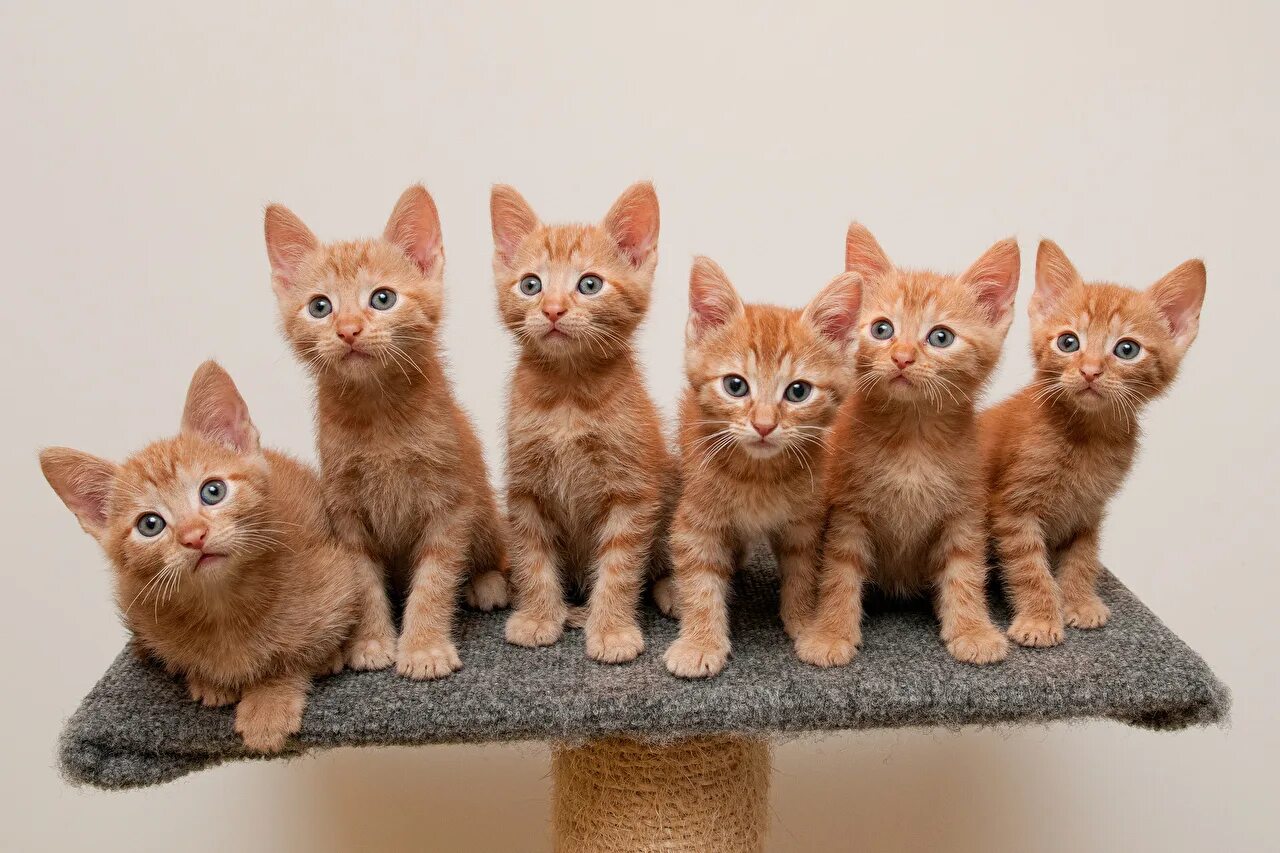 Покажи разные картинки. Рыжий котёнок. Много котят.