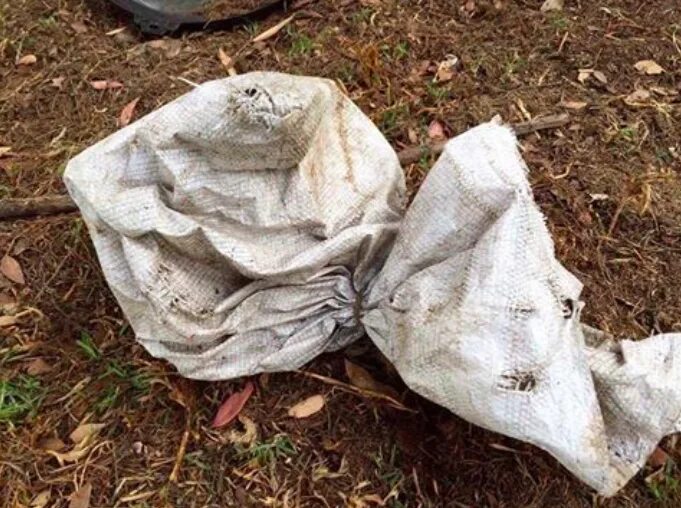 Abandoned Puppies Rescued After Being Dumped In A Field In A Sack