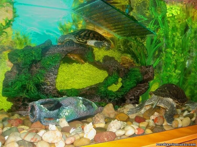 Черепаха водяная для аквариума. Аквариум для красноухой черепахи. Грунт для красноухих черепах. Двойной аквариум для красноухой черепахи. Террариум для красноухой черепахи.