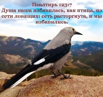 Свое имя эта птица получила