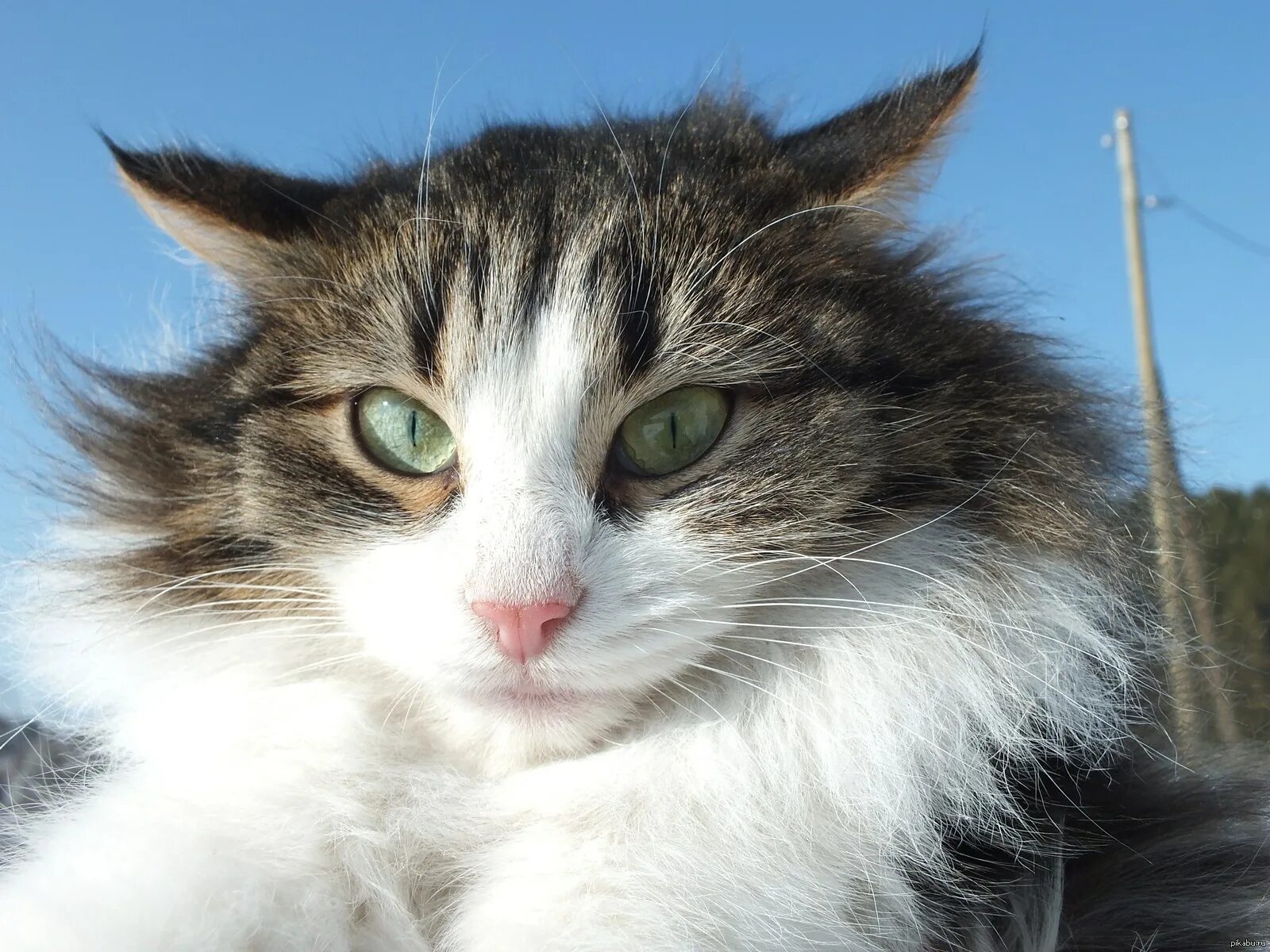 Легкие кота фото. Просто котик. Кот думает. Полосатый котик. Легкие кота фото.