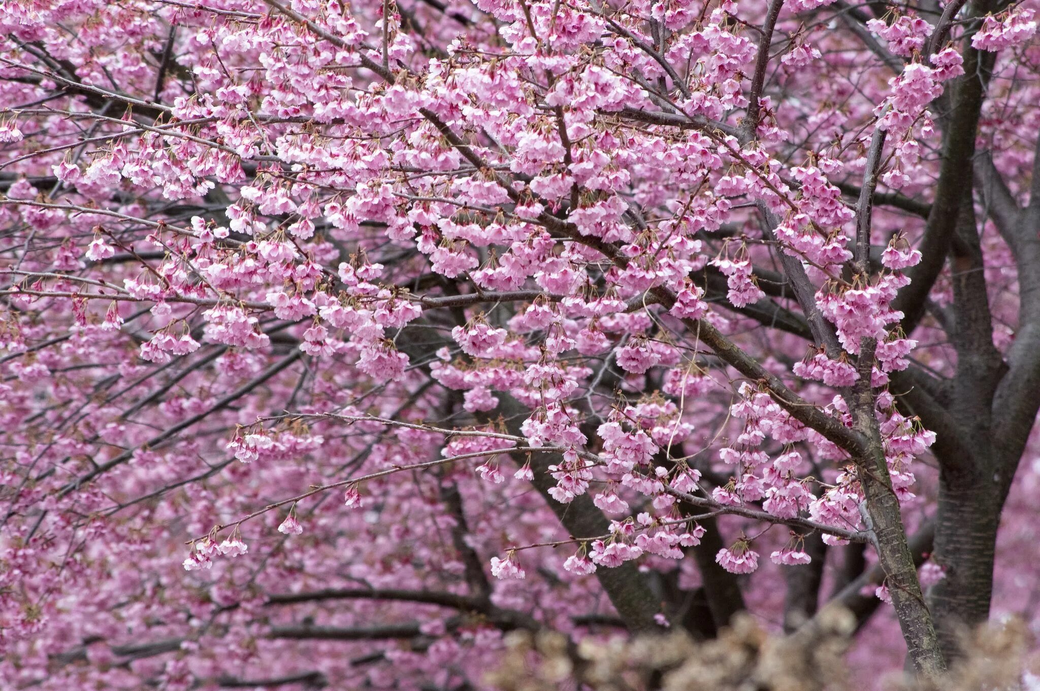 Подвиды Сакуры. Цветение деревьев весной. Сакура в России. Сакура разные сорта.