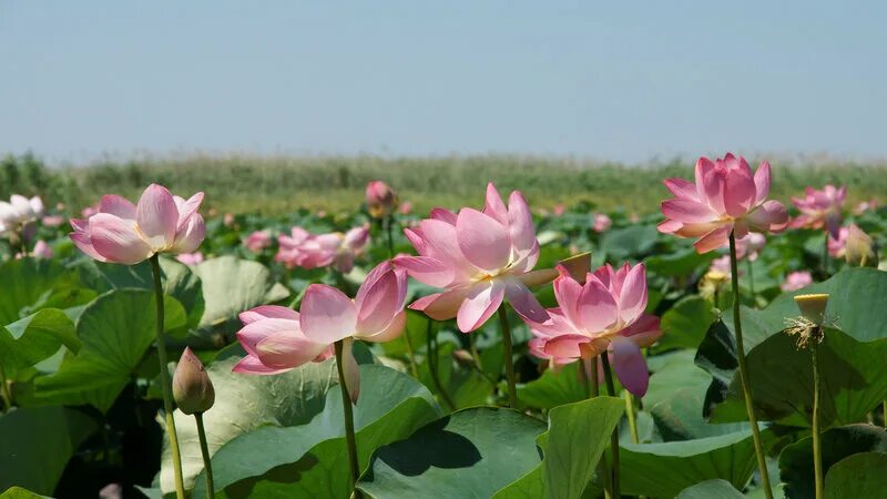 Ахтанизовский лиман долина лотосов. Азовское море лотосы. Таманский полуостров долина лотосов. Долина лотосов азовское море. Долина лотосов тамань.