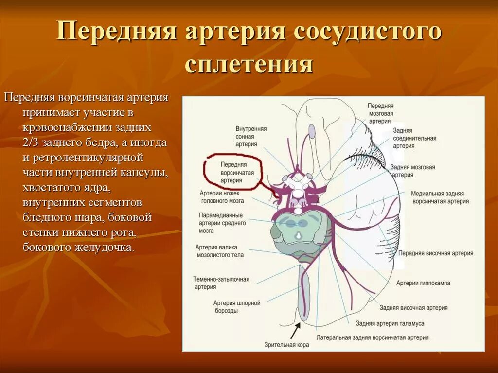 Кровоснабжение внутренней капсулы головного мозга. Передняя ворсинчатая артерия головного мозга. Внутренняя капсула неврология кровоснабжение. Задняя мозговая артерия кровоснабжает.