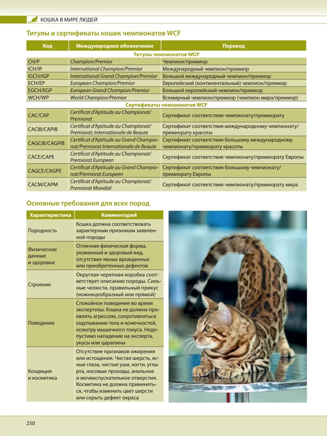 Wcf кошки. Титулы кошек по системе wcf. wcf титулы для кошек. титулы кошек по системе wcf таблица. титул чемпиона мира у кошек.