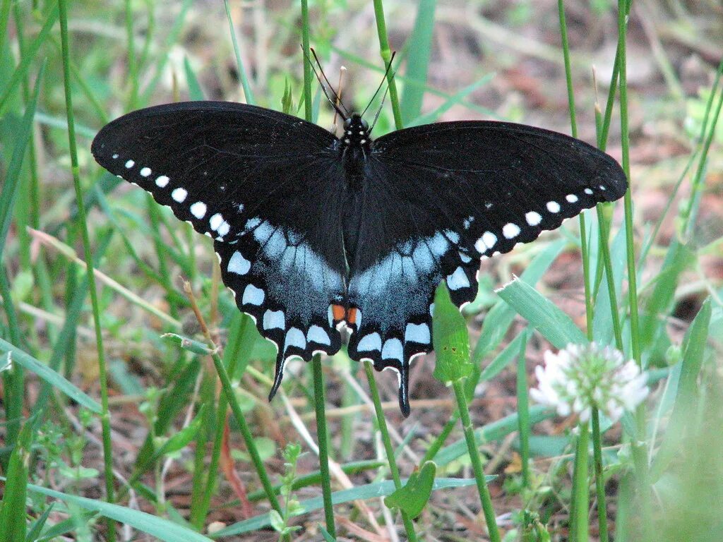 Черные бабочки 1. Papilio Troilus. Papilio Troilus бабочка. Черная бабочка с тонкой белой каймой монашенка. Черный мотылек.