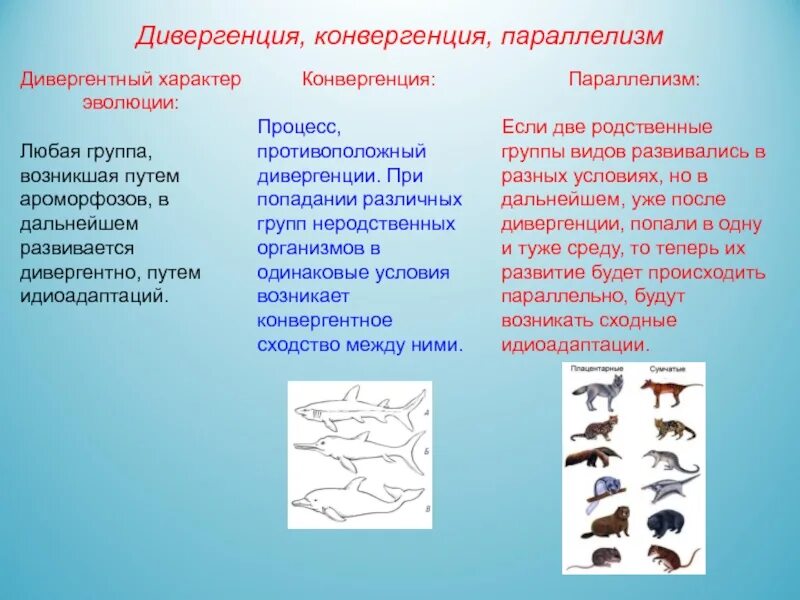 Закономерности эволюции дивергенция конвергенция параллелизм. Дивергенция Макроэволюция. Макроэволюция дивергенция конвергенция параллелизм. Способы осуществления макроэволюции. Дивергентная форма