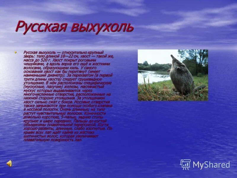 растения субтропиков россии. укажи животных субтропиков занесенных в красную книгу. животные красной книги россии черноморского побережья кавказа. насекомые субтропиков занесенные в красную. краснокнижные животные черного моря.