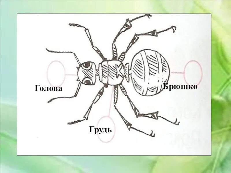 Какие части насекомого изображены. Строение муравья голова грудь брюшко. Голова грудь брюшко. Насекомые голова грудь брюшко. Строение тела насекомых.