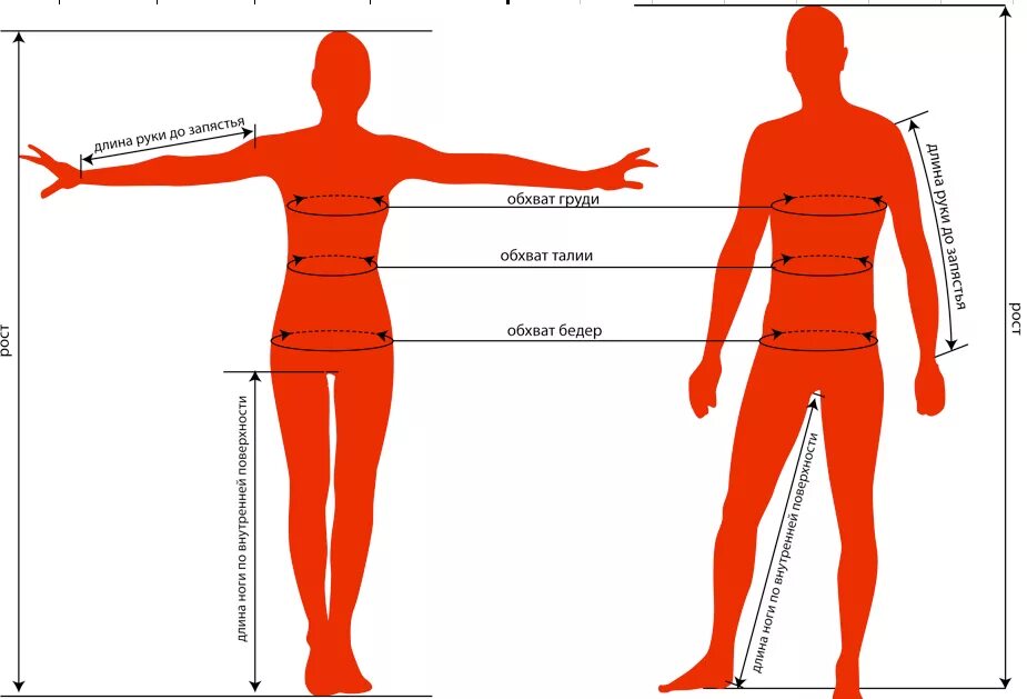 Нормальная окружность талии. Длина руки. Длина руки человека. Нормальная длина рук. Человек для измерения размеров.