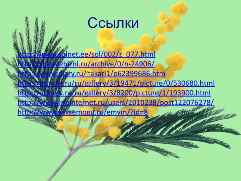 Значение цветов мимоза. Стих про мимозу. мимоза для презентации. мимоза описание. мимоза презентация для детей.