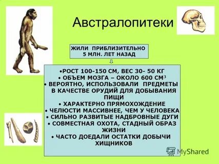 Австралопитек особенности жизни
