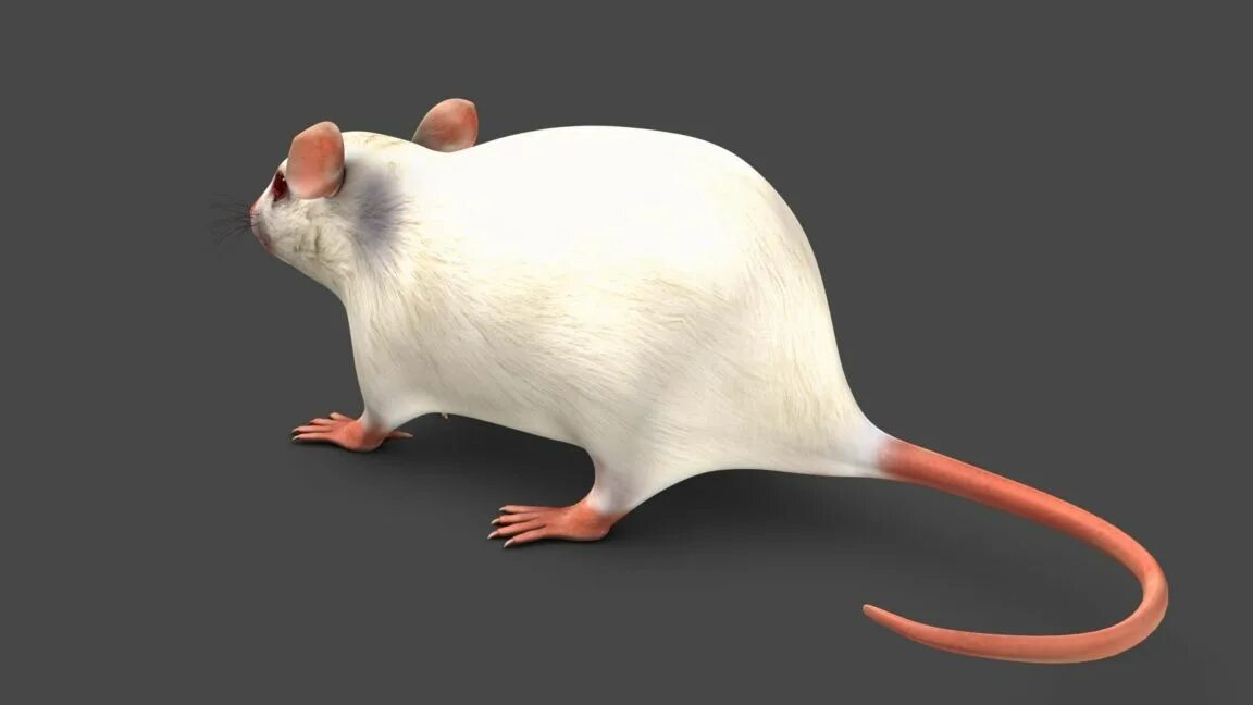 Мыши д. Мышка 3д модель. Мышь 3d модель. Мышь для 3d моделирования. Реалистичная 3d модель мыши.