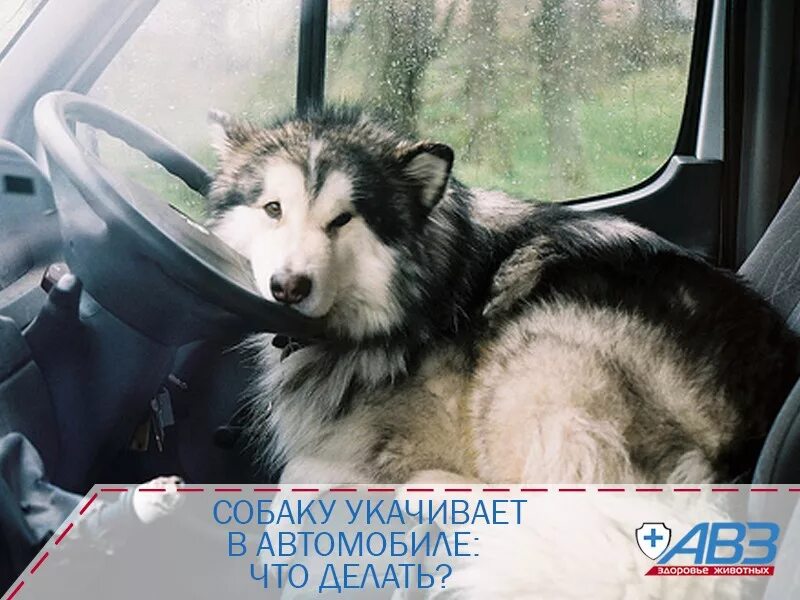 Как сделать чтобы не укачивало в машине. Собаку укачивает. собака наблевала в машине. укачивает в машине. собаку тошнит в машине.