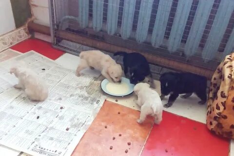 Омский приют